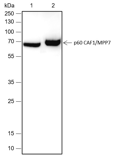 Recombinant p60 CAF1/MPP7 Monoclonal Antibody-searchlist-1