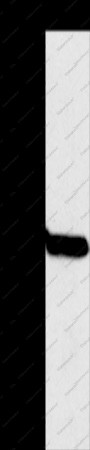 OTC Polyclonal Antibody - 1