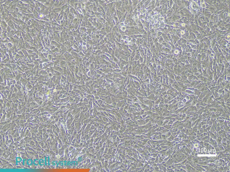 Rabbit Urethral Smooth Muscle Cell Complete Medium - 2