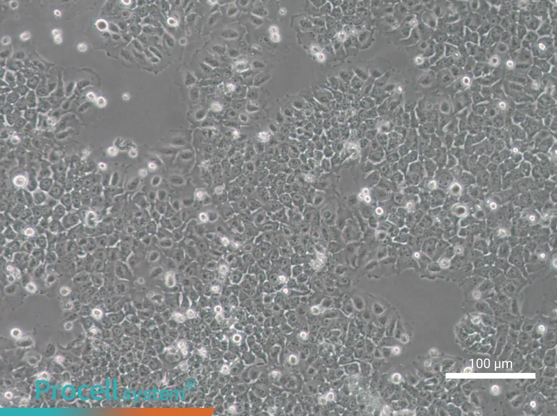 SACC-83SACC-83 - 2