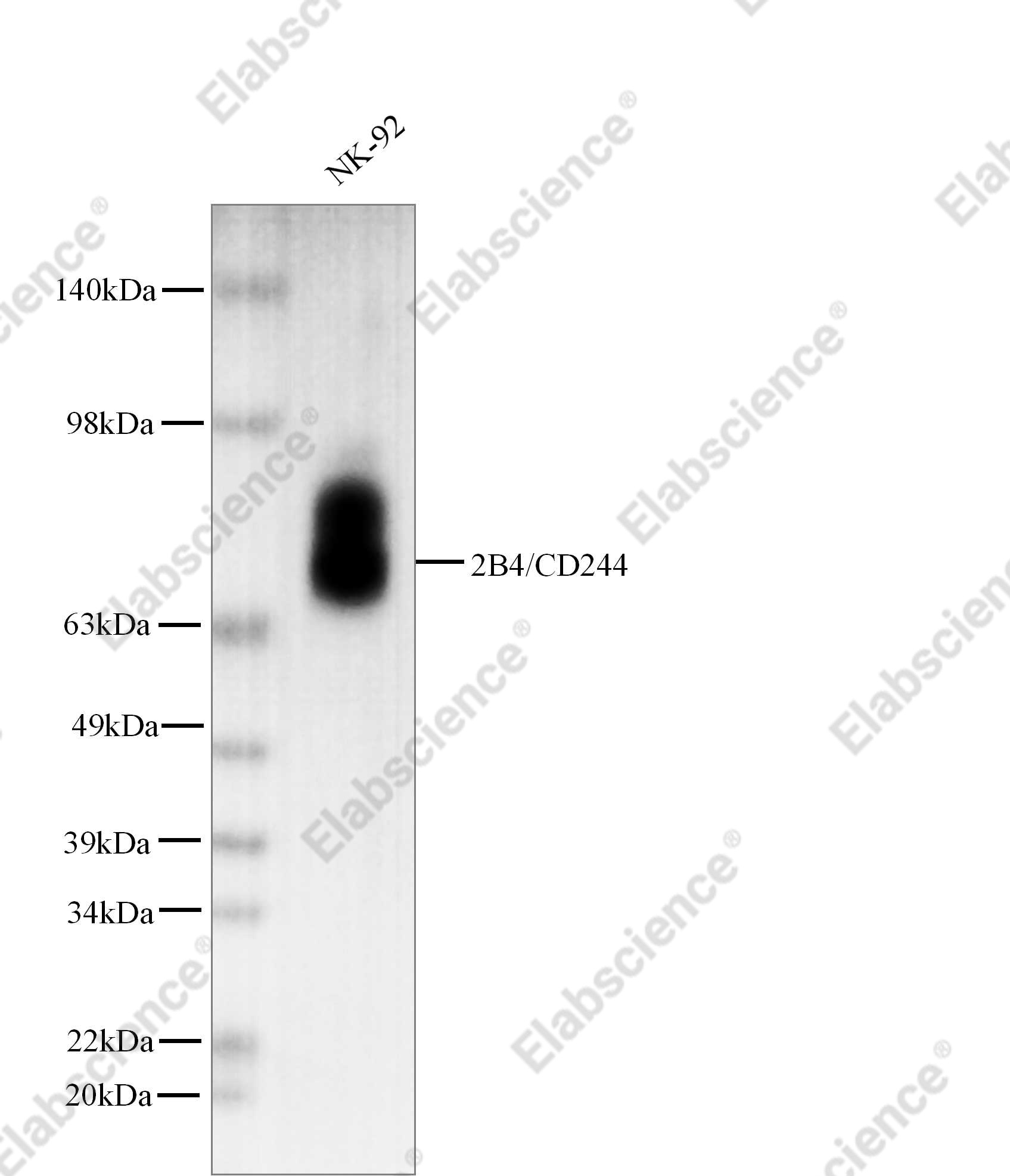 Recombinant 2B4/CD244 Monoclonal Antibody - 1