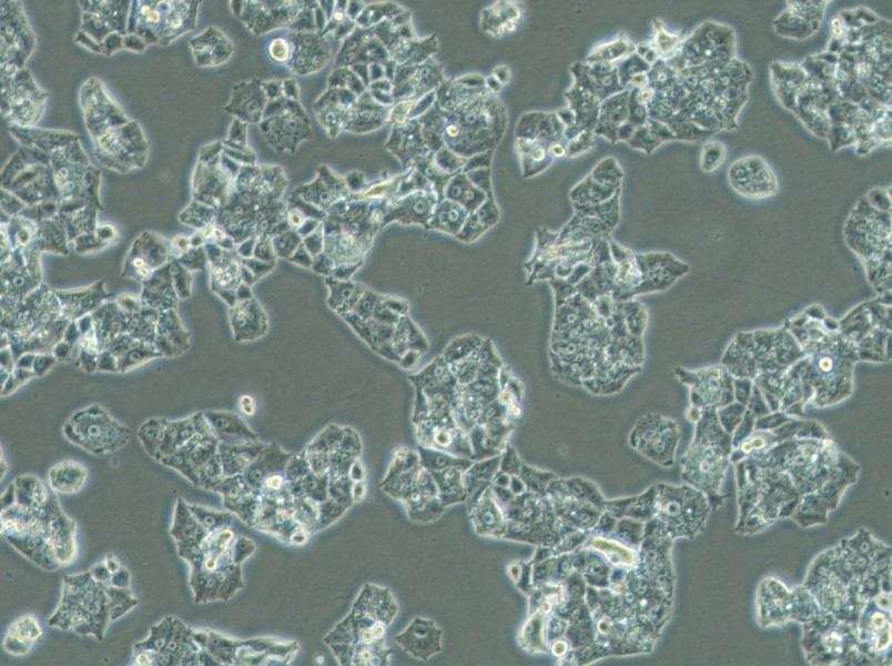 NCI-H1395 Cell Complete Medium - 3