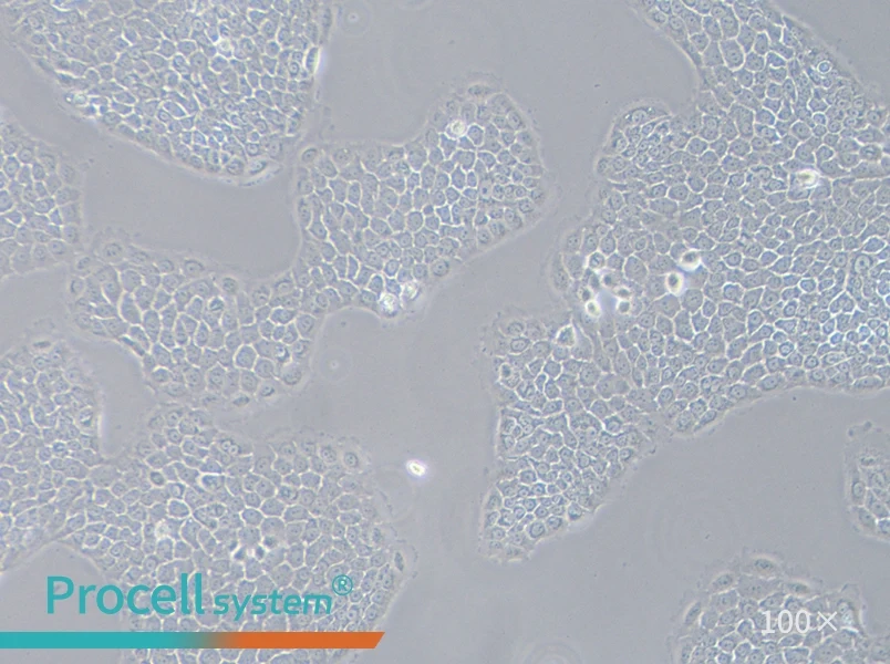 BxPC-3 Cell Complete Medium - 2