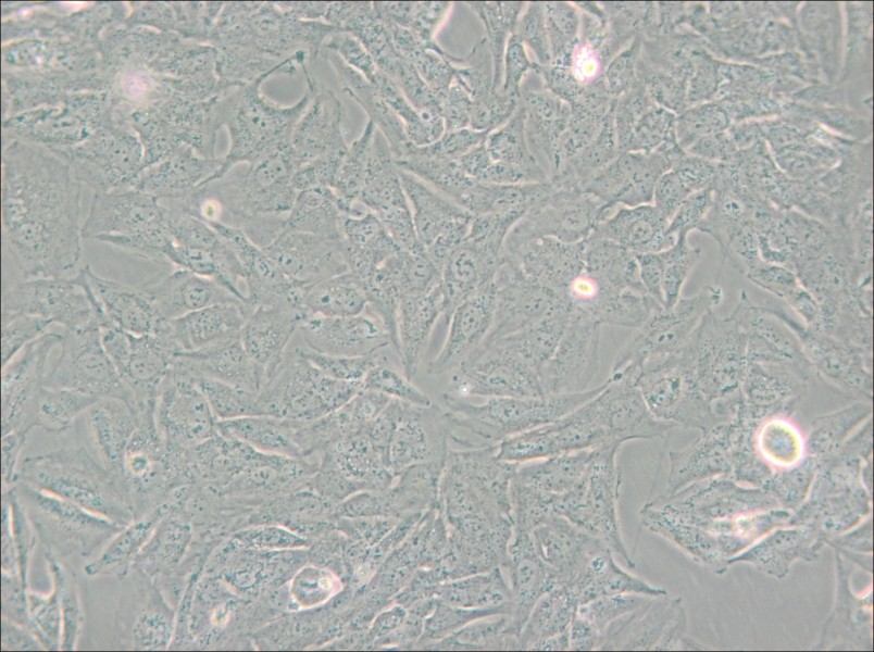 TCCSUP Cell Complete Medium - small - 5