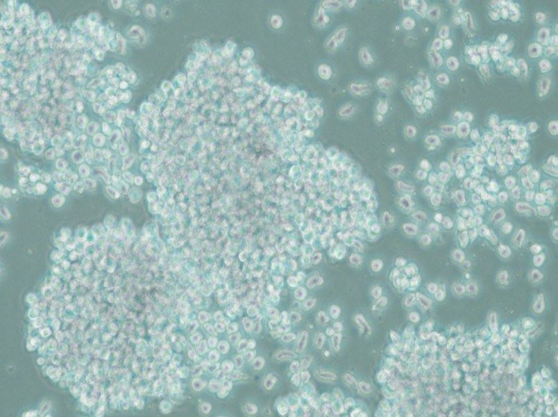 SUP-T1 Cell Complete Medium - small - 6