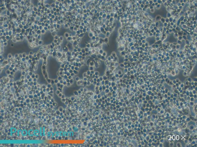 F9 Cell Complete Medium - 4