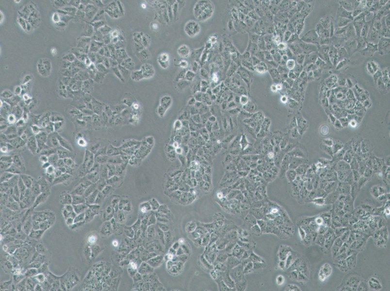 OVCAR-8 Cell Complete Medium-searchlist-1