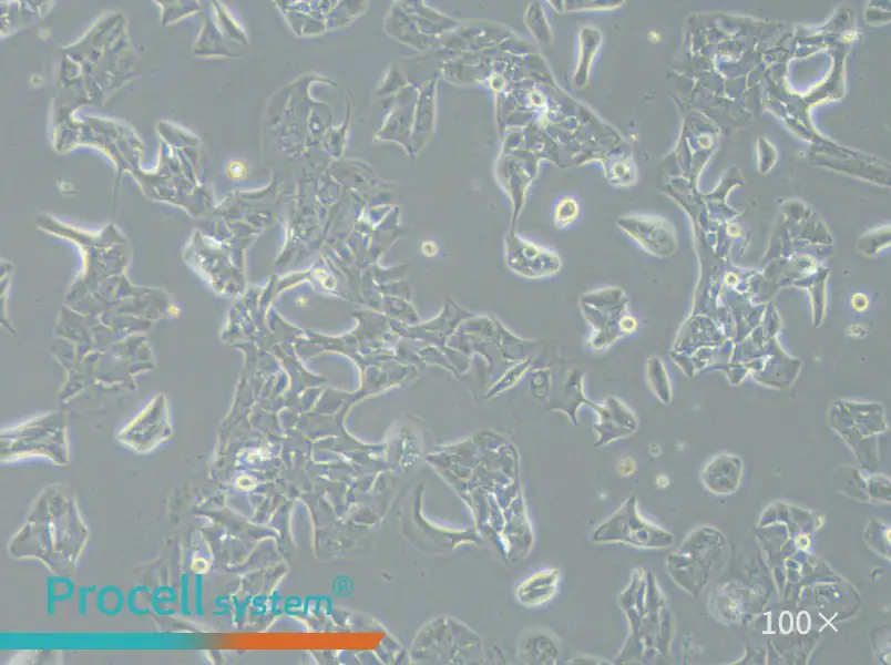 HCC2935 Cell Complete MediumHCC2935 Cell Complete Medium - 3