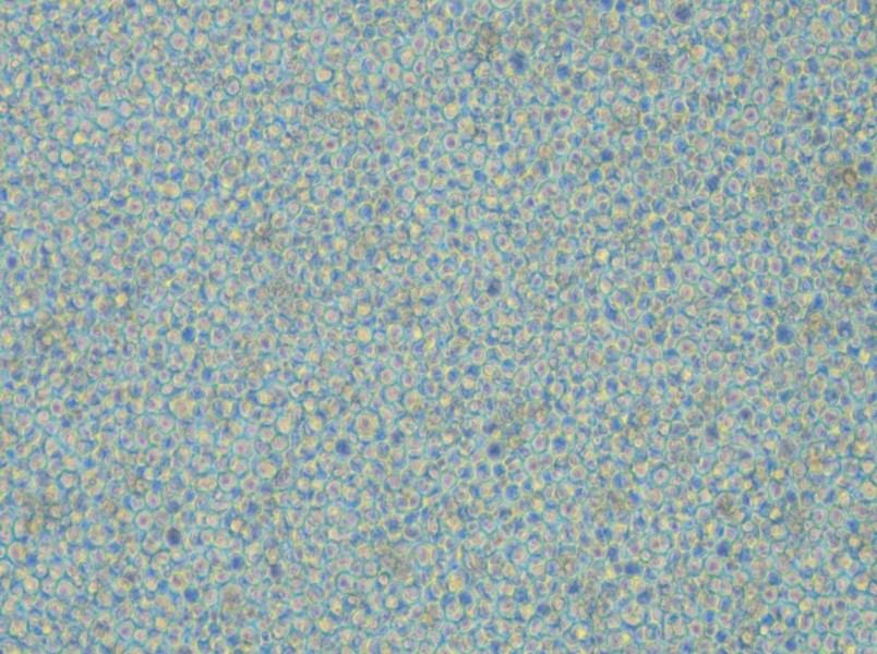 CoC1-DDP Cell Complete Medium - small - 5