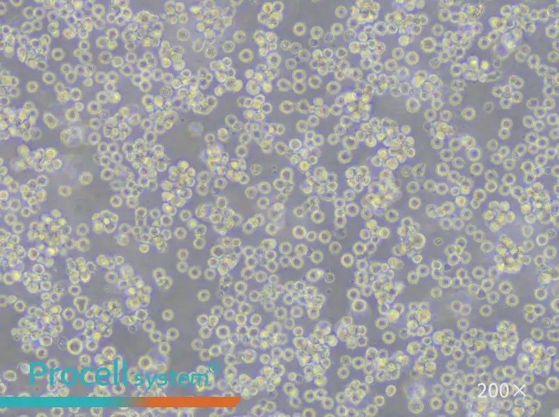 REC-1 Cell Complete Medium - 5