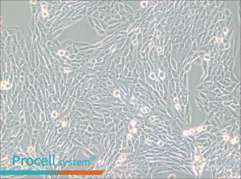 Lec1 [Pro-5WgaRI3C] Cell Complete Medium - 4
