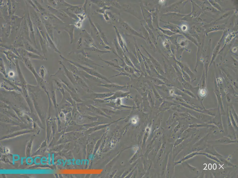 SF126 Cell Complete Medium - 5
