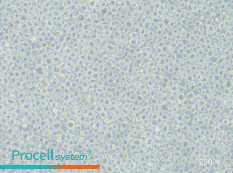 LP-1 Cell Complete Medium - 5