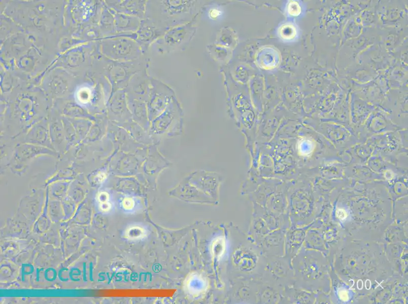 SW 780 [SW-780, SW780] (L15) Cell Complete Medium - 6