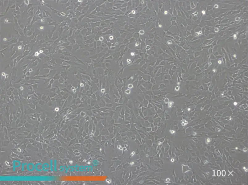 hCMEC/D3 Cell Complete Medium - 2