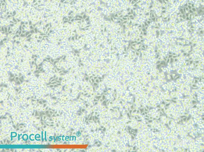 NCI-H2122 Cell Complete MediumNCI-H2122 Cell Complete Medium - 3