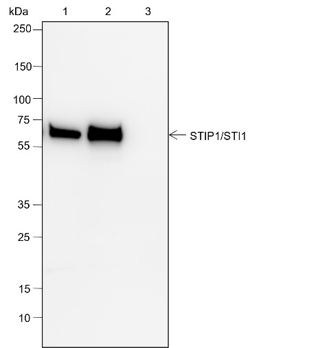 Recombinant STIP1/STI1 Monoclonal Antibody - small - 7