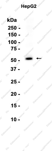 Recombinant PPAR alpha Monoclonal Antibody - 1