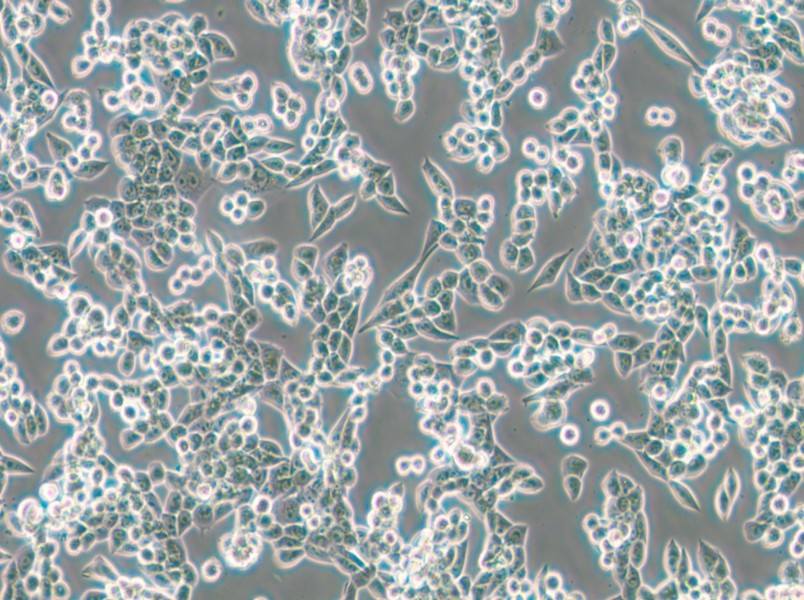 LLC [LL/2; LLC1] Cell Complete Medium - small - 6