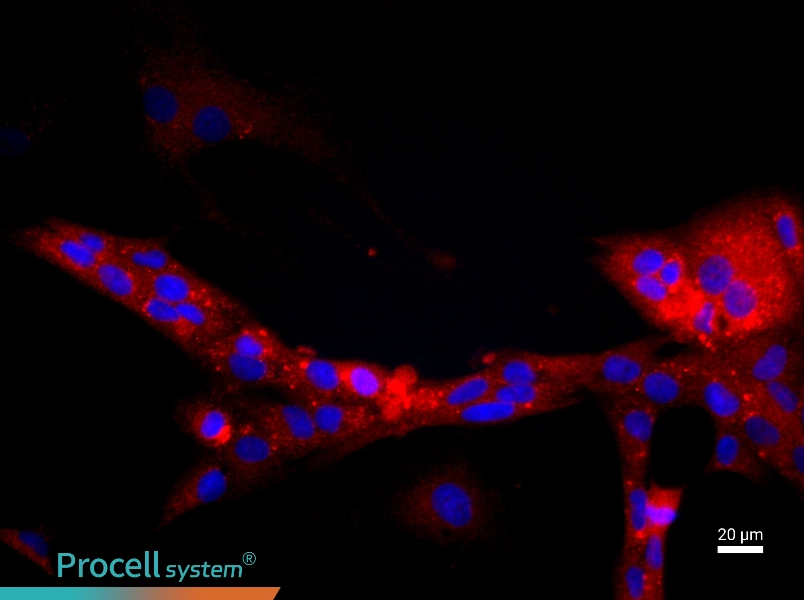 Rat Glomerular Endothelial CellsRat Glomerular Endothelial Cells - 2