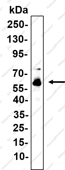 Recombinant PBEF Monoclonal Antibody - 1