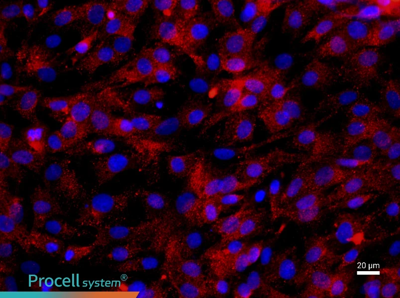 Rat Skeletal Muscle CellsRat Skeletal Muscle Cells - 2