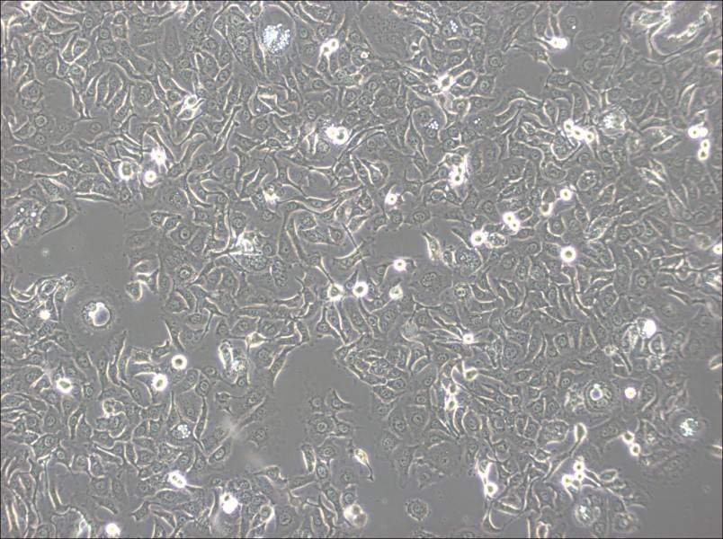KU-19-19 Cell Complete MediumKU-19-19 Cell Complete Medium - 3