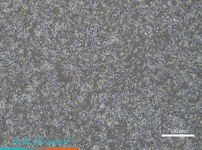Mouse Dopamine Neuron Complete Medium - 2