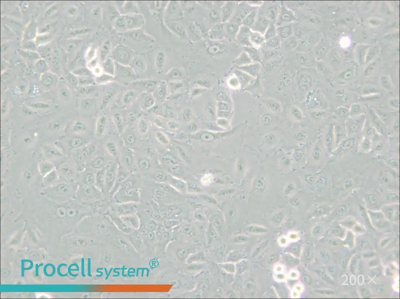 A549 [A-549] Cell Complete Medium - small - 4