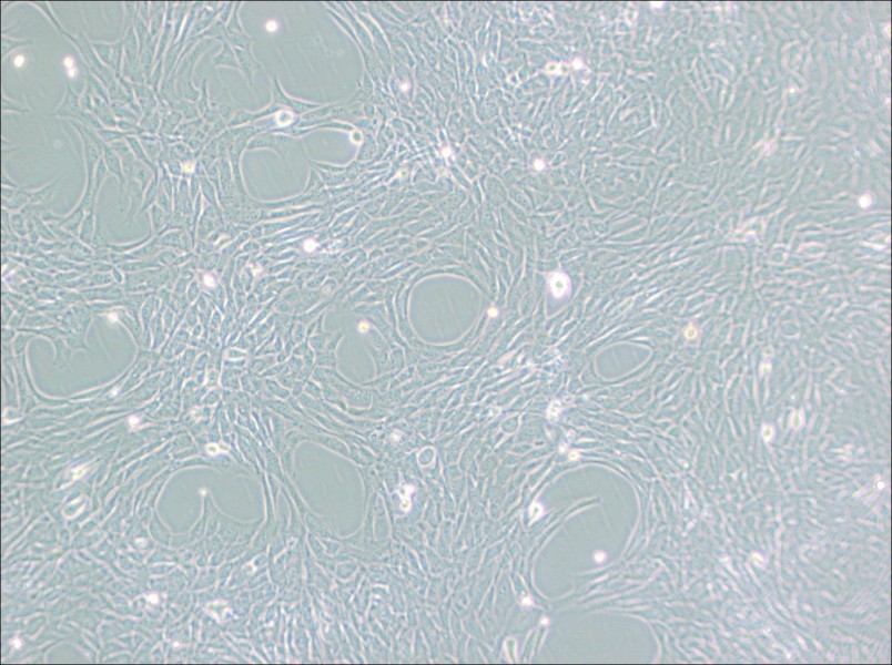 HT22 Cell Complete Medium-searchlist-1