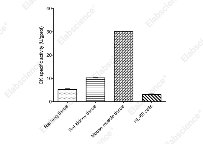 Creatine Kinase (CK) Activity Assay Kit - 1