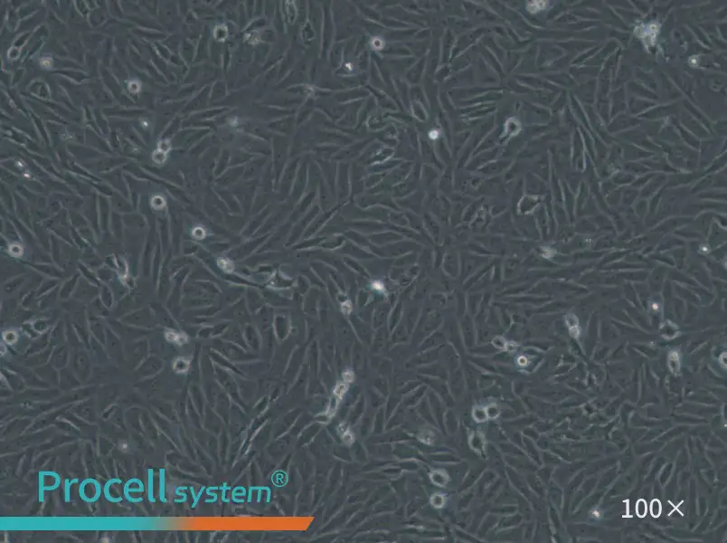 HOS Cell Complete Medium - 1