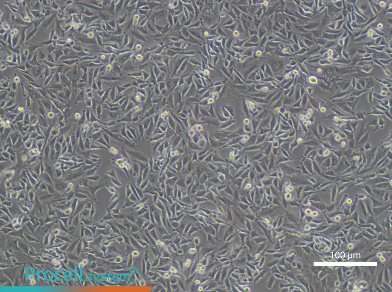 L6 Cell Complete Medium - 3