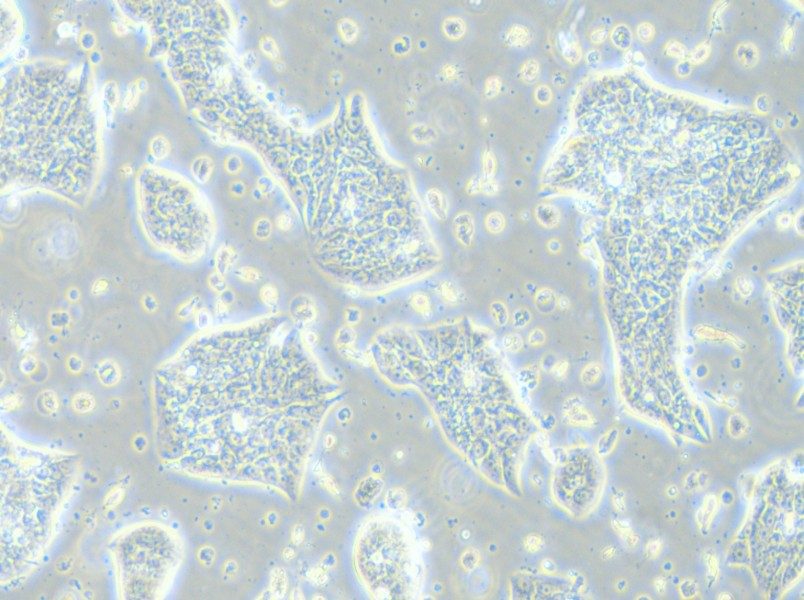 LC-2/ad Cell Complete Medium - 4