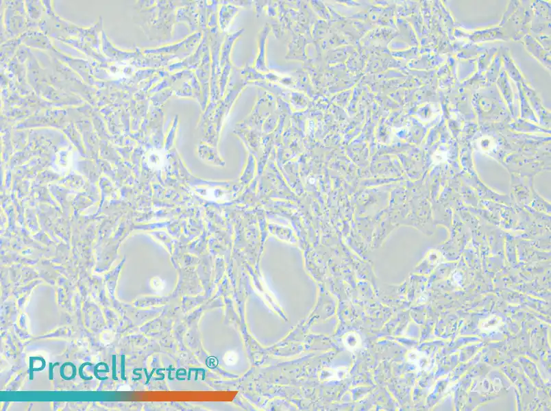 HSC-T6 Cell Complete Medium - small - 5