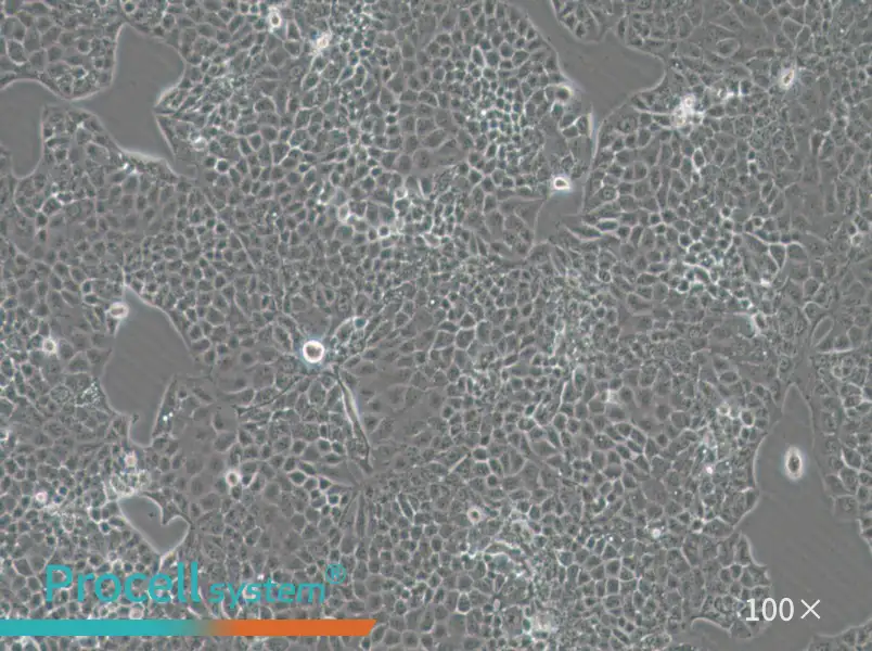 MKN74 Cell Complete MediumMKN74 Cell Complete Medium - 2