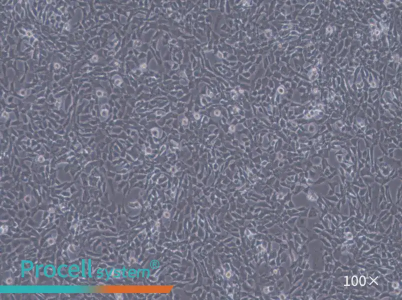 CHL Cell Complete Medium - 2