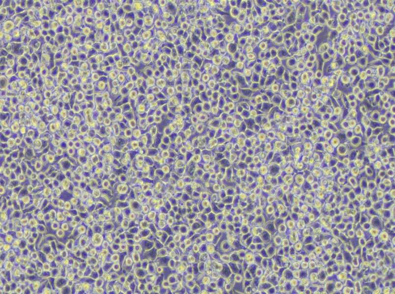 WEHI-3 Cell Complete Medium - small - 5