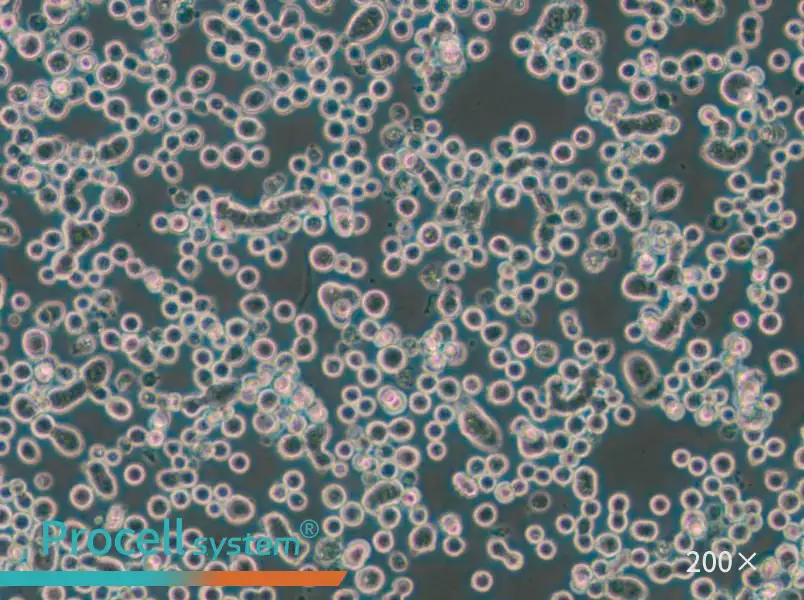 MDA-MB-134-VI (DMEM) Cell Complete Medium - 4