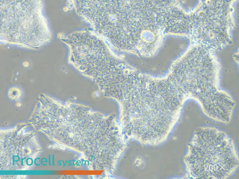 T84 Cell Complete Medium - small - 5