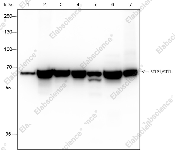 Recombinant STIP1/STI1 Monoclonal Antibody - 1