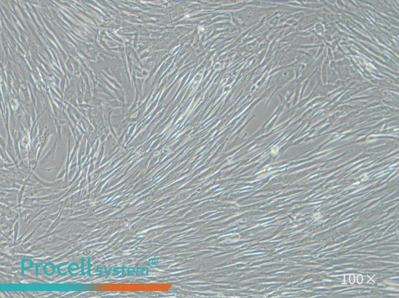 HFL1 Cell Complete Medium - 2
