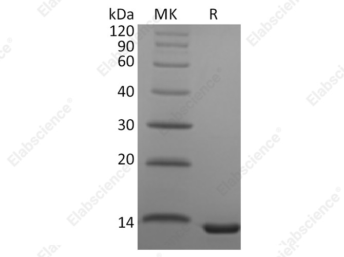 Recombinant Human CCL23 Protein - 1