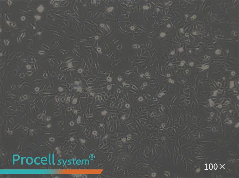 LN-18 Cell Complete MediumLN-18 Cell Complete Medium - 3