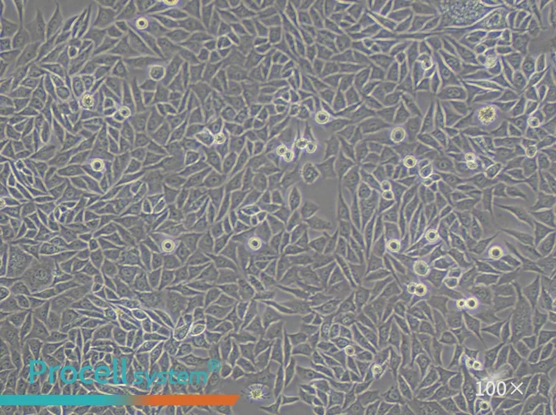 PC-3M Cell Complete Medium - 2