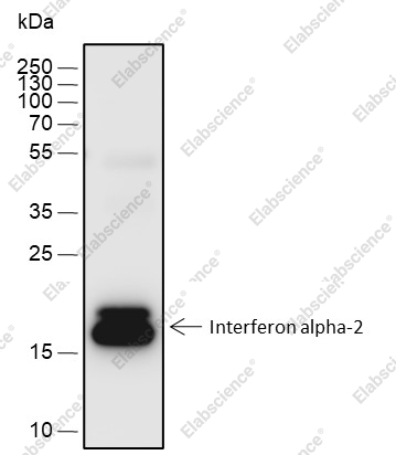 Recombinant Interferon alpha-2 Monoclonal Antibody - 1