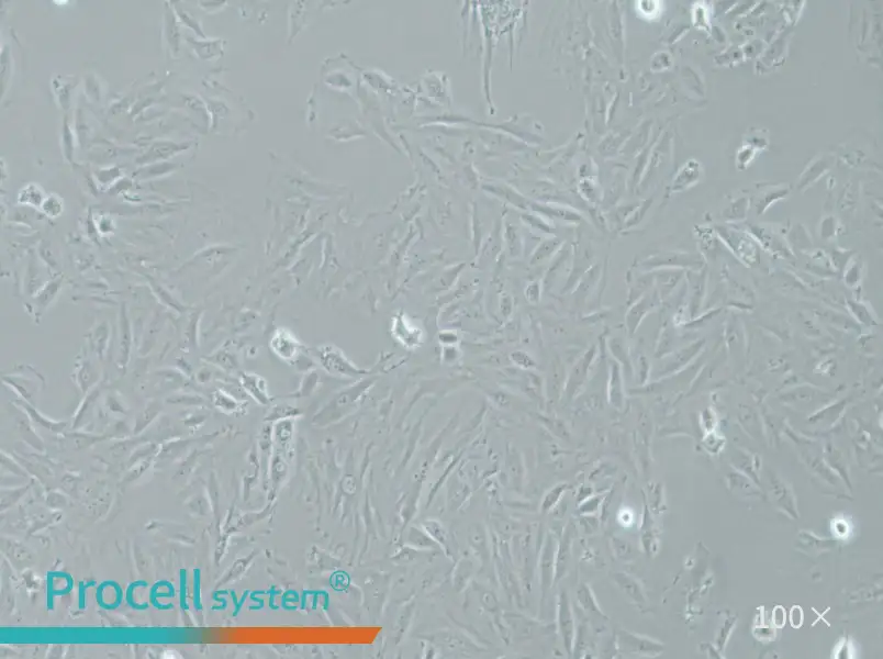 NRK-49F Cell Complete Medium - 2