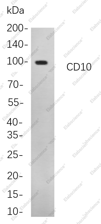 Recombinant CD10 Monoclonal Antibody - 1