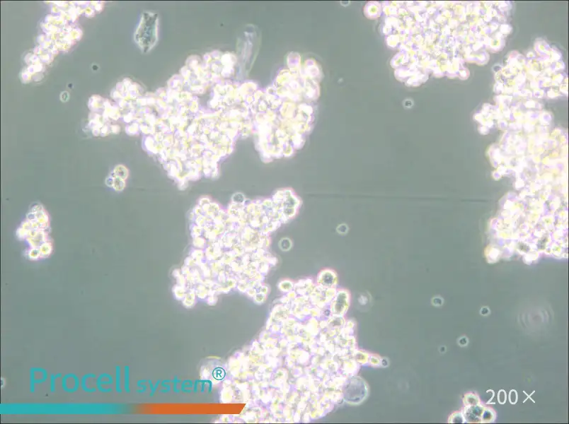 PC-12 (Undifferentiated) Cell Complete Medium - small - 4