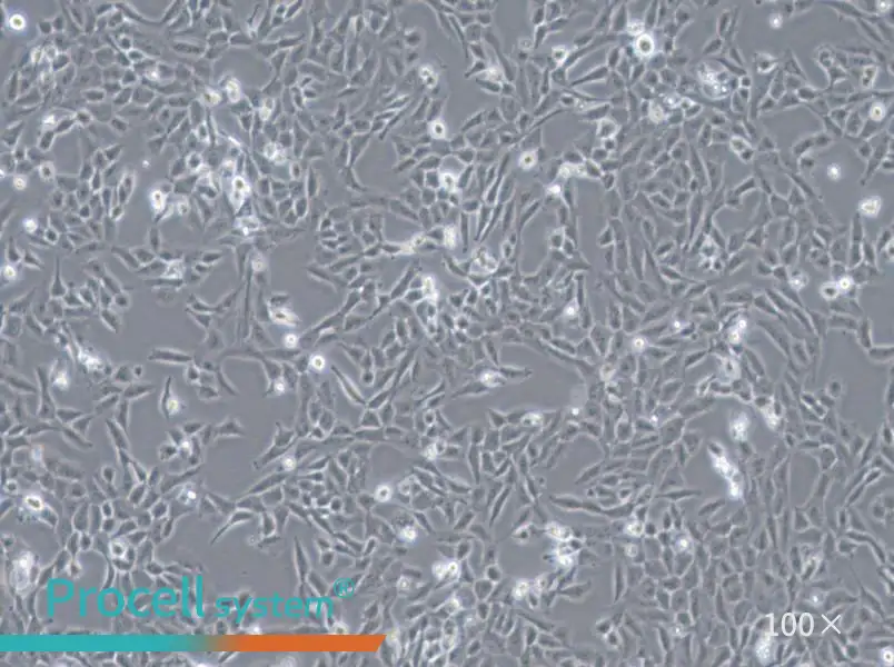 F81 Cell Complete Medium - 1